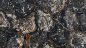 Black Petrified Wood