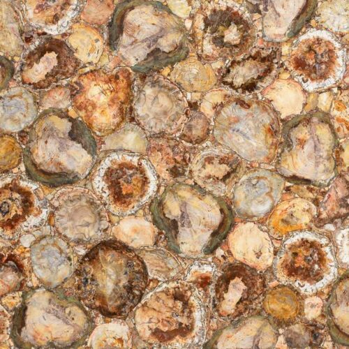 Petrified-Wood-Closeup